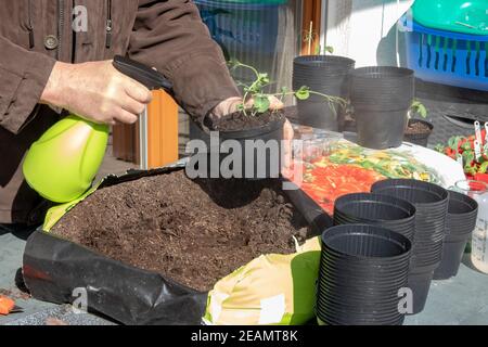 Young peas seedlings that have been grown from seeds in the greenhouse are placed in larger planters in the spring. The gardener sprays the plant with water. Stock Photo