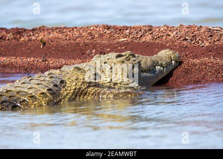 big nile crocodile, Chamo lake Falls Ethiopia Stock Photo