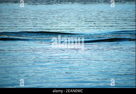 Wake ripples streak across a calm blue water surface Stock Photo