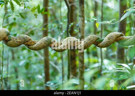 Madagascar rainforest creeper liana Stock Photo