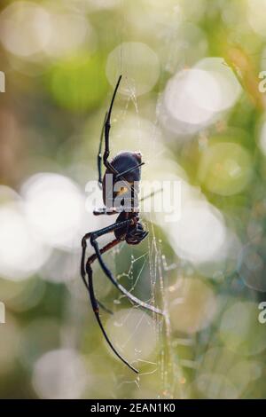 big white spider Nephilengys livida Madagascar Stock Photo