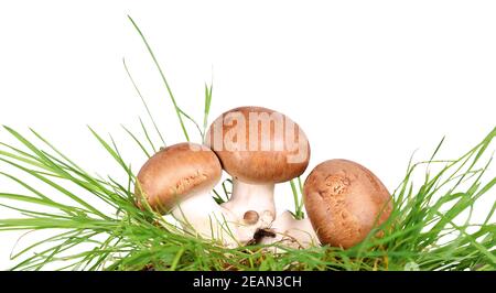 Brown mushrooms in the grass, champignons Stock Photo