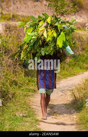 Indonesia, Java, Magelang, near Borobudur, Farm labourer Stock Photo