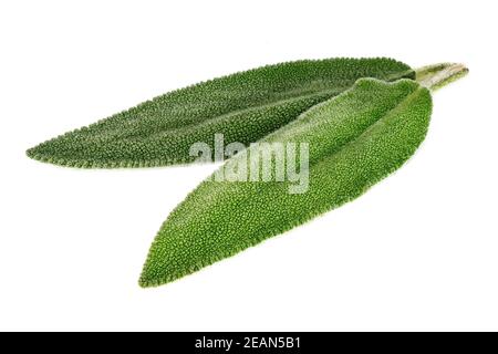 Salvia Leaf Close Up Stock Photo