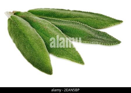 Salvia Leaf Close Up Stock Photo
