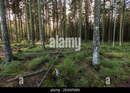 Hiking trail through the forest of the high fens in Belgium Stock Photo