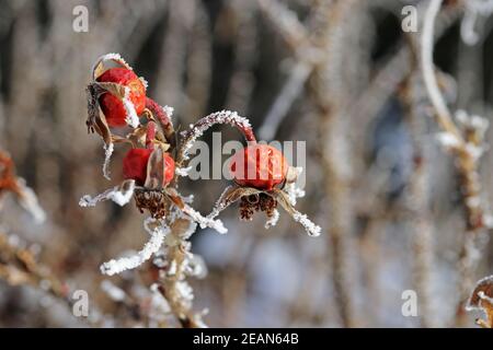 Frozen rosehips with hoarfrost in winter Stock Photo