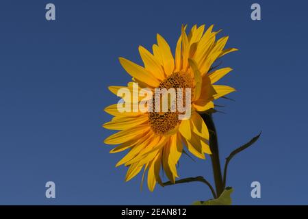 A beautiful common sunflower, isolated on a blue sky. Stock Photo