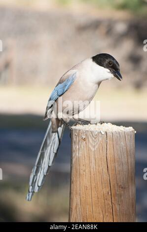 An Azure-winged magpie in the Monfrague National Park. Cyanopica cyanus.
