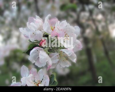 white tender apple tree flowers Stock Photo