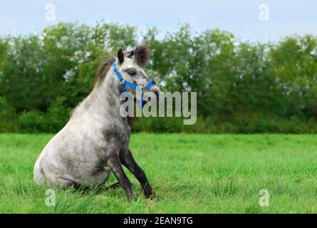 Funny pony is sitting on a grass in outdoors. Stock Photo