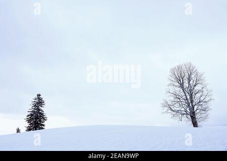 Snowy landscape with two trees in winter in Bavaria Stock Photo