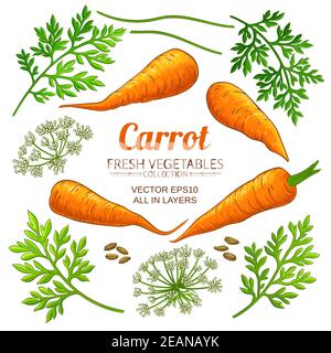 carrot elements vector set Stock Vector