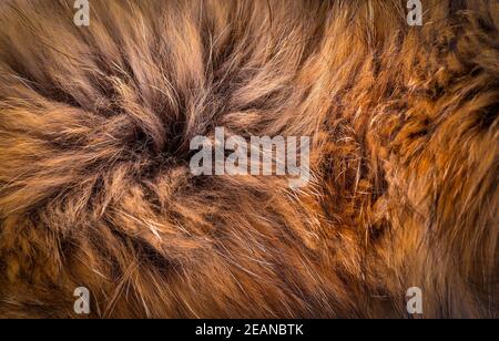 Polar Fox fur as texture or background Stock Photo