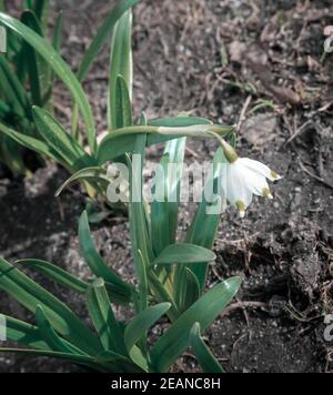 Snowdrops are the first spring flowers among the leaves. Stock Photo