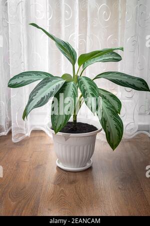 Beautiful indoor flower in a pot near the window Stock Photo