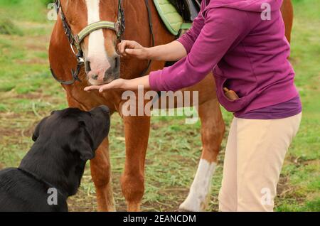 Caucasian woman is standing on the ground and giving her horse the treat in outdoors. Stock Photo