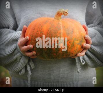 Woman holds big pumpkin in her hands, halloween theme, autumn harvest, woman's hands