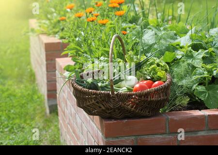 Basket with vegetables. Raised beds gardening in an urban garden growing plants herbs spices berries and vegetables Stock Photo