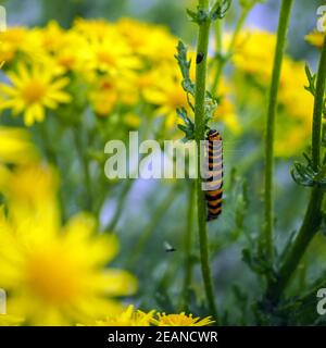 Caterpillar of the cinnabar moth on its food plant Stock Photo