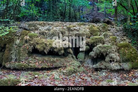 Moss covered stones in the woods. Stock Photo