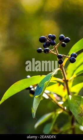Cherry berries ripe juicy on tree. Stock Photo