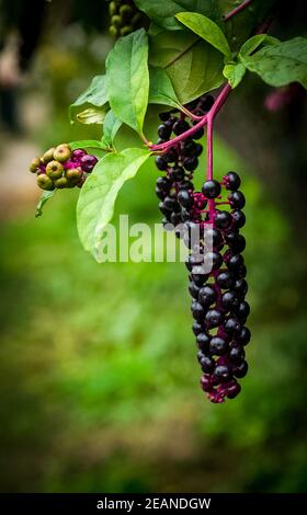 Cherry berries ripe juicy on tree. Stock Photo
