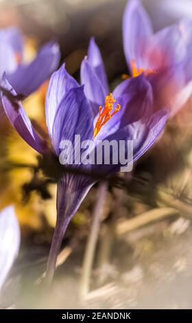 Grass and flowers in forest on the clearing and under the trees. Stock Photo