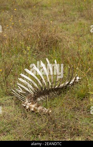 Animal skeleton, the backbone and ribcage Stock Photo - Alamy