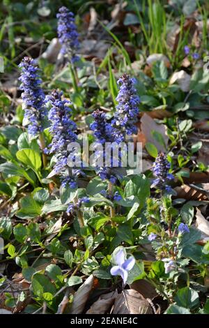 Bugleweed or Ajuga or Ground pine or Carpet bugle or Bugle densely ...