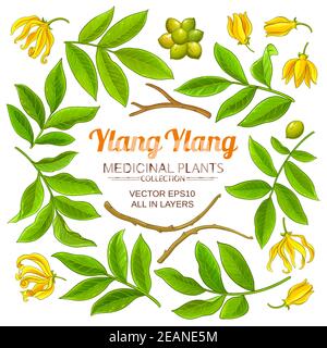 ylang ylang elements vector set Stock Vector