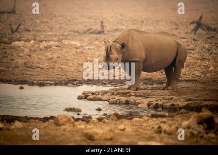 Black rhino stands by waterhole in haze Stock Photo