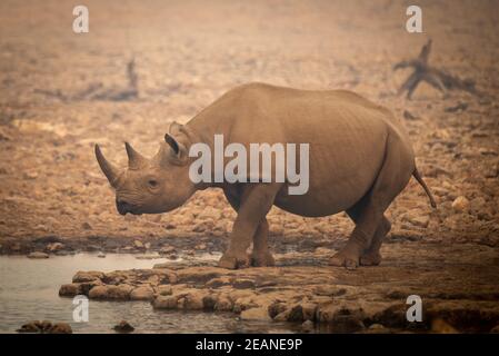 Black rhino walks towards waterhole in haze Stock Photo