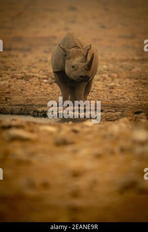 Black rhino stands near waterhole watching camera Stock Photo