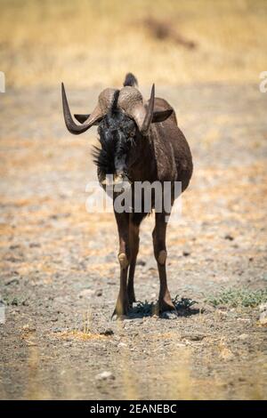 Black wildebeest stands in sun facing camera Stock Photo
