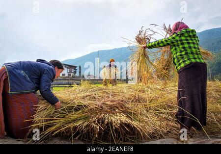 Harvesting rice and wheat, field workers, Bumthang village, Bhutan, Asia Stock Photo
