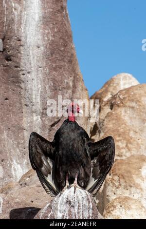 Adult turkey vulture (Cathartes aura), at Los Islotes, Baja California Sur, Mexico, North America Stock Photo