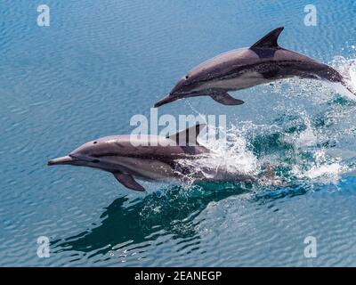 Long-beaked common dolphins (Delphinus capensis), leaping, Isla San Pedro Esteban, Baja California, Mexico, North America Stock Photo