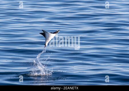 Adult Munk's pygmy devil ray, Mobula munkiana, leaping into the air, Isla San Jose, Baja California Sur, Mexico, North America Stock Photo