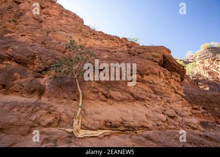Desert fig tree in a slot canyon at Mesquite Canyon, Sierra de la Giganta, Baja California Sur, Mexico, North America Stock Photo
