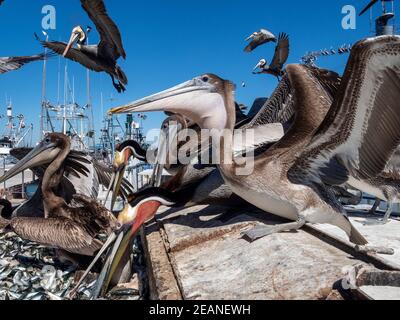 Brown pelicans (Pelecanus occidentalis), at a sardine processing plant, Puerto San Carlos, Baja California Sur, Mexico, North America Stock Photo