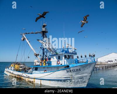 Brown pelicans (Pelecanus occidentalis), at a sardine processing plant, Puerto San Carlos, Baja California Sur, Mexico, North America Stock Photo