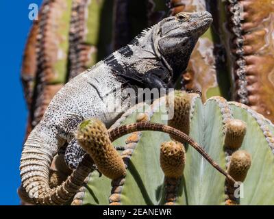 Adult male San Esteban spiny-tailed iguana (Ctenosaura conspicuosa), endemic to Isla San Esteban, Baja California, Mexico, North America Stock Photo