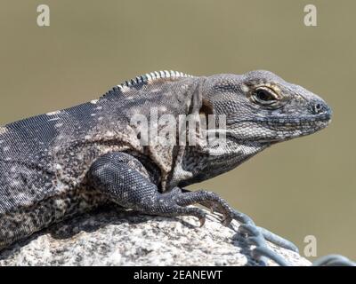 Adult male Cape spiny-tailed iguana (Ctenosaura hemilopha), San Jose del Cabo, Baja California Sur, Mexico, North America Stock Photo