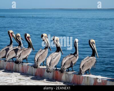 Brown pelicans (Pelecanus occidentalis), at a sardine processing plant, Puerto San Carlos, Baja California Sur, Mexico, North America Stock Photo