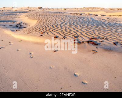 Coyote tracks in the barkhan sand dunes on the barrier island of Isla Magdalena, Baja California Sur, Mexico, North America Stock Photo