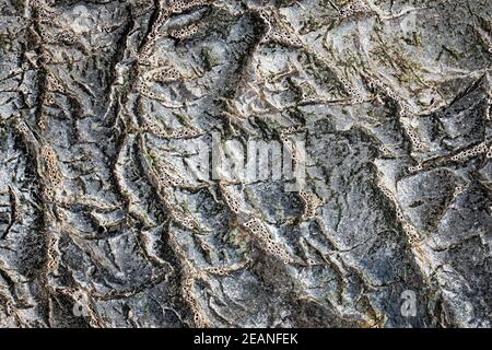 Dark grey black stone background or texture. Selective focus Stock Photo