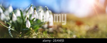 Panoramic view to spring flowers in the park Stock Photo