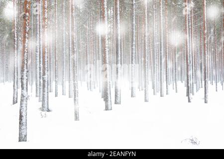 White snowflakes falling on frozen tree trunks in the Arctic forest, Lapland, Finland, Europe Stock Photo