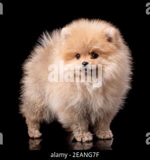 Miniature Pomeranian Spitz puppy standing on black background. Stock Photo